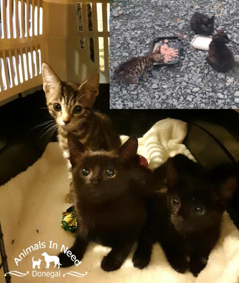 A Hundred rescued felines in Donegal need homes - Donegal Aninals in Need