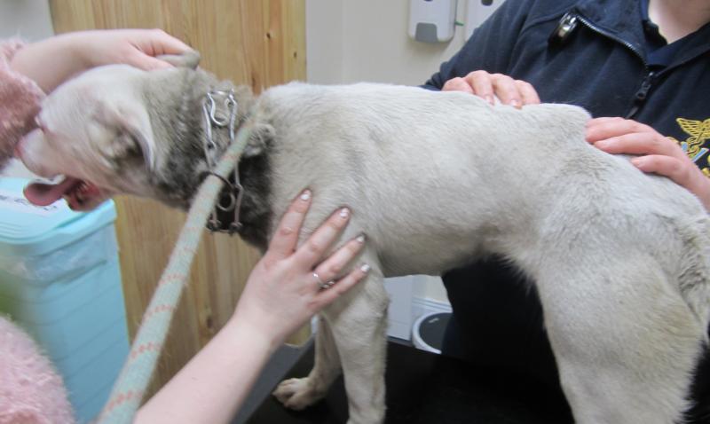 Man fined and banned from keeping dogs for five years