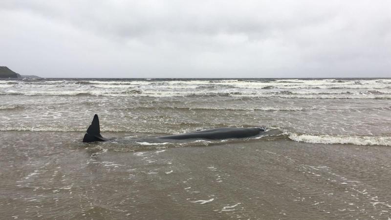Live whale stranded on Donegal beach