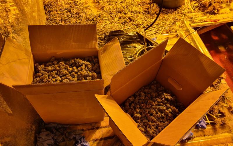 Garda&iacute; seize &euro;150,000 worth of suspected cannabis plants in Monaghan