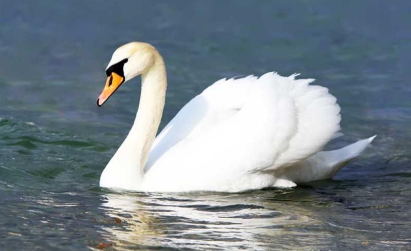 Possible Avian Flu case in Inishowen