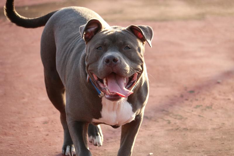 Pitbull caused injury to innocent man after escaping 'dognapping' attempt