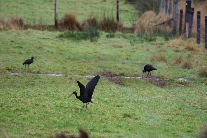 Rare African birds spotted in Donegal may have blown off course during Storm Barra