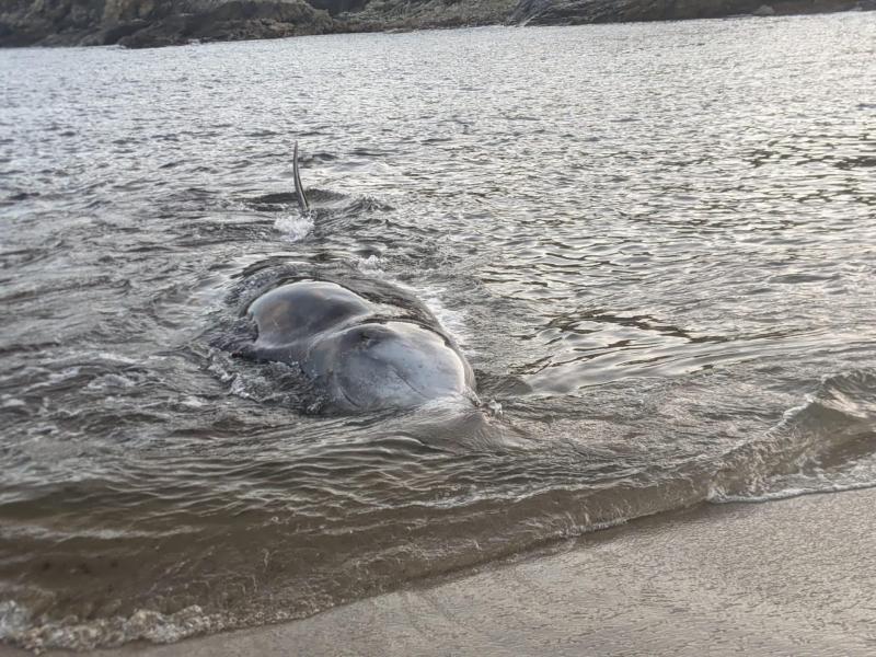 Six whale and dolphin strandings in one day includes two animals which stranded in Donegal