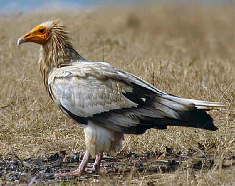Rare Egyptian vulture spotted - is it the same one that was in Donegal during the summer?