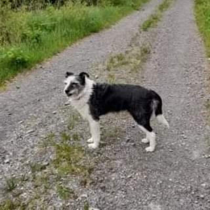 Appeal to find much loved dog that went missing in Donegal during thunderstorm