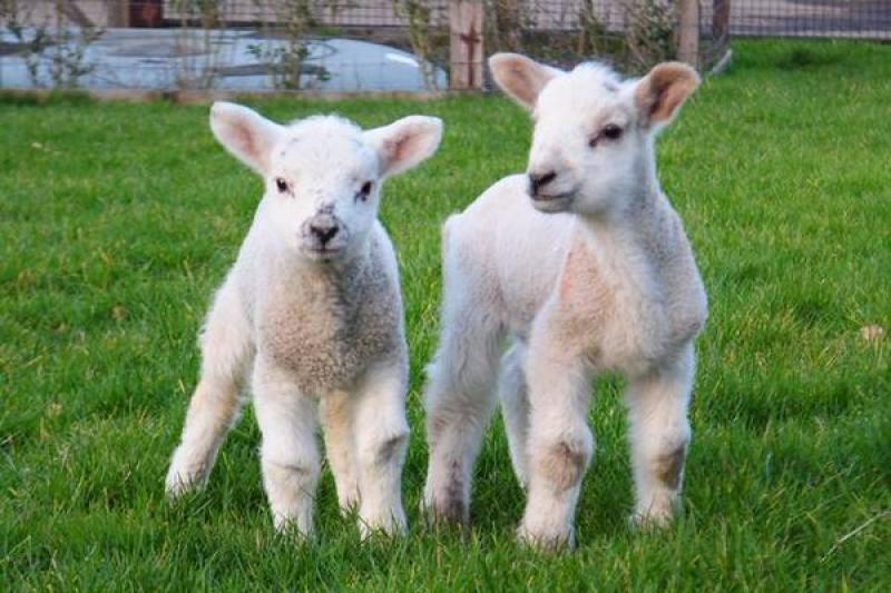 Theft of rare breed of ewes and lambs from Fahan farmer