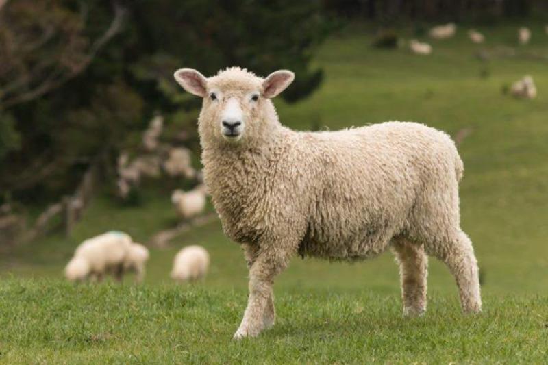 sheep