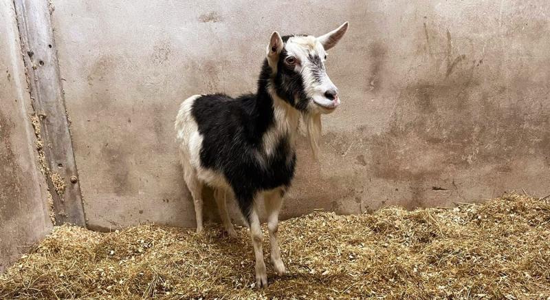 Goat Donegal Garda Station