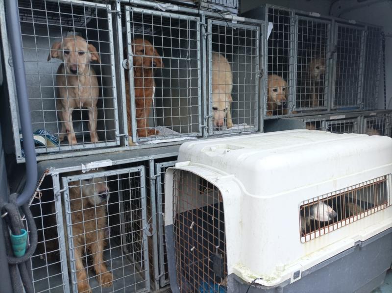 rescue dogs Animals in Need