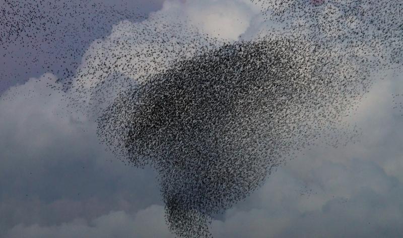 Starling murmuration PIXABAY