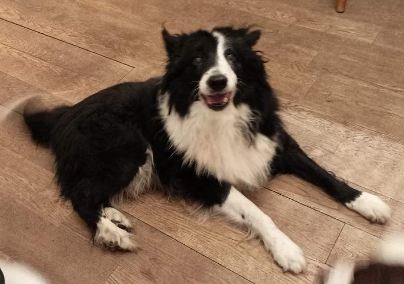 Dog Fosterers Needed in the Donegal Town Area - Animals in Need 