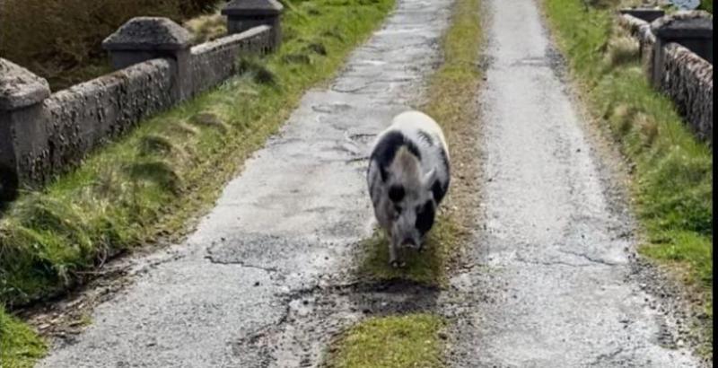 George the pig from Gaoth Dobhair has over a thousand Facebook friends