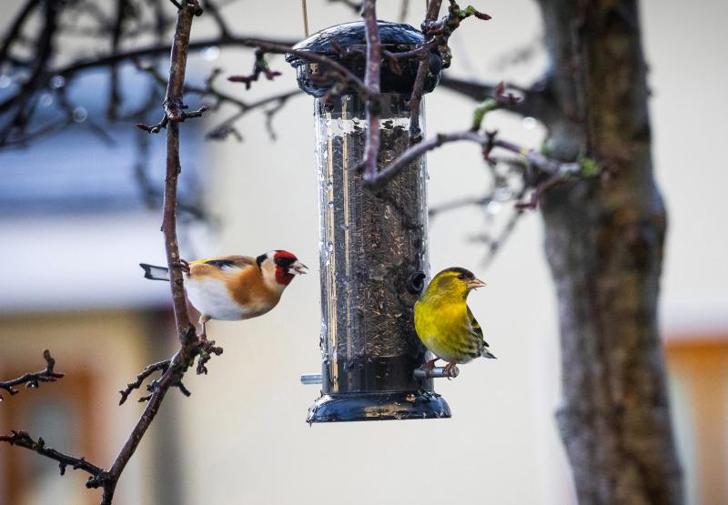 Donegal gardening enthusiasts  encouraged to feed the birds