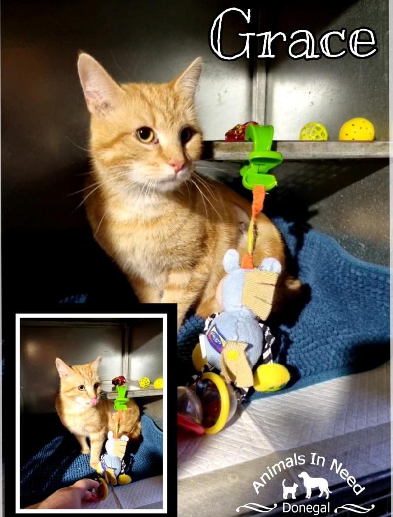 Donegal Animals in Need - Tips for settling in your new rescued pet