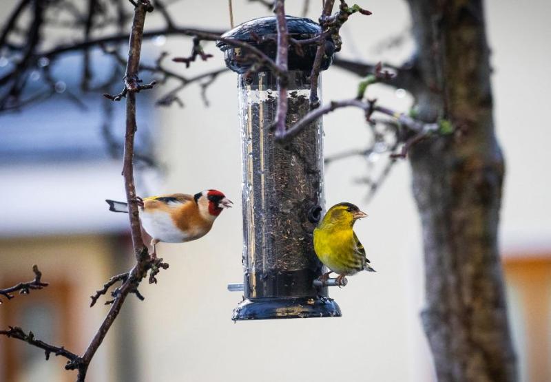 Feeding birds now could help pest control in Donegal this summer