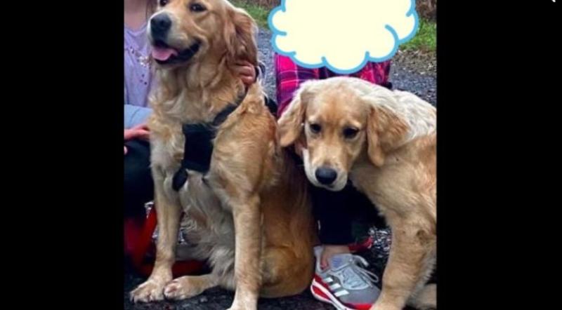 golden retrievers