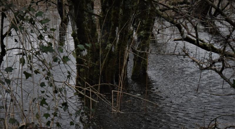 Flooded field