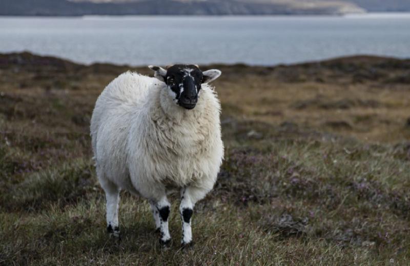 Sheep PIXABAY