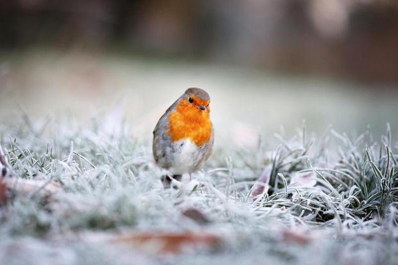 Cold and frosty morning ahead
