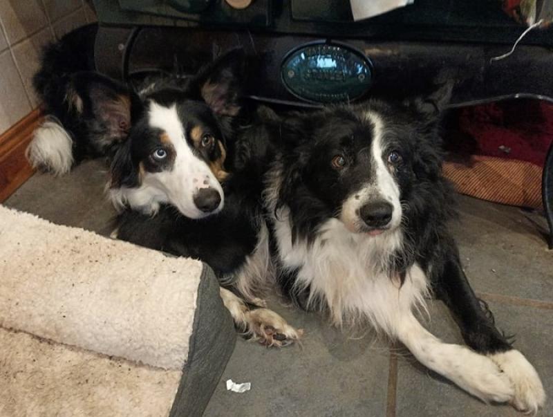 Overbreeding of dogs still a major problem in Donegal - Animals in Need 