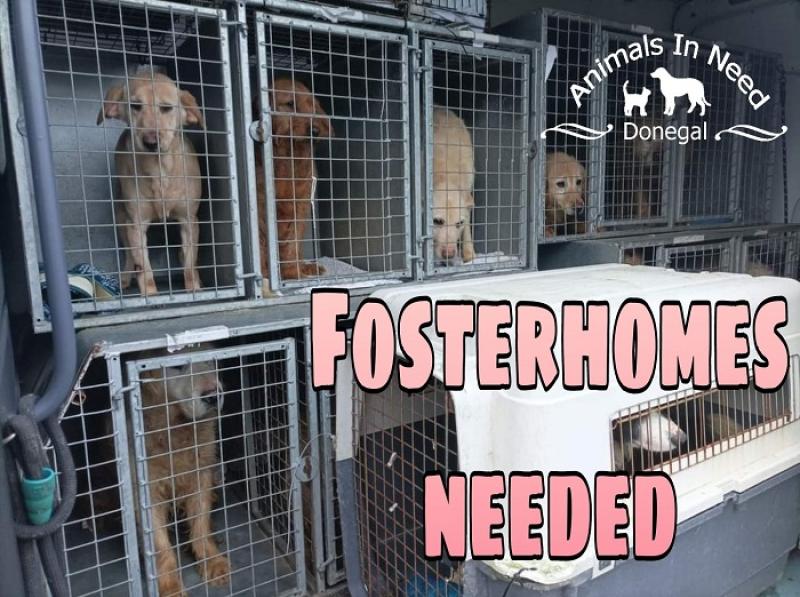 Donegal Animals in Need:  Sad news as Letterkenny charity shop has to close
