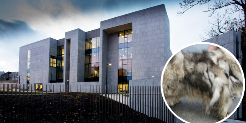 Woman banned from keeping animals after dog found in 'filthy' conditions