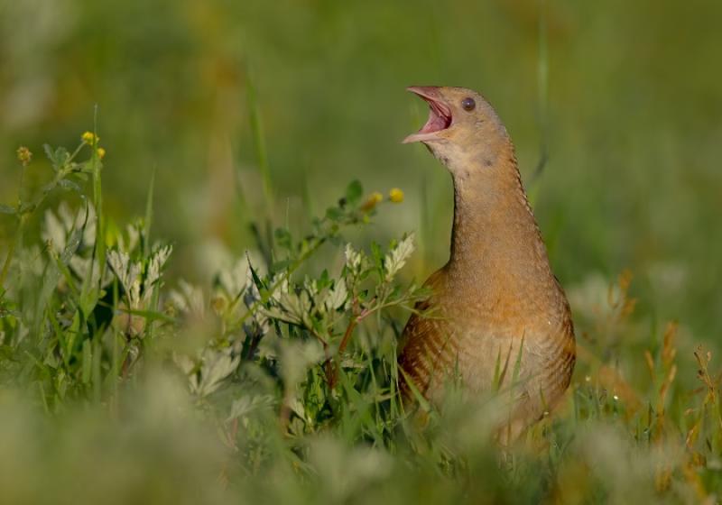 €5.9m EU-funded conservation project launched in Donegal 