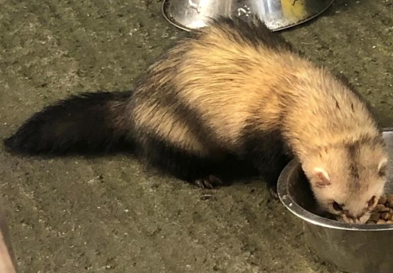 Kitten Season 2022 – Neuter Now to Stop the Suffering 