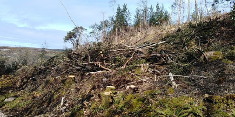 ‘It looks like Armageddon’: Concern at tree clearance at Ards Forest Park