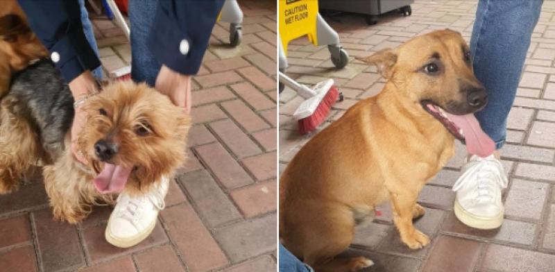 missing dogs 