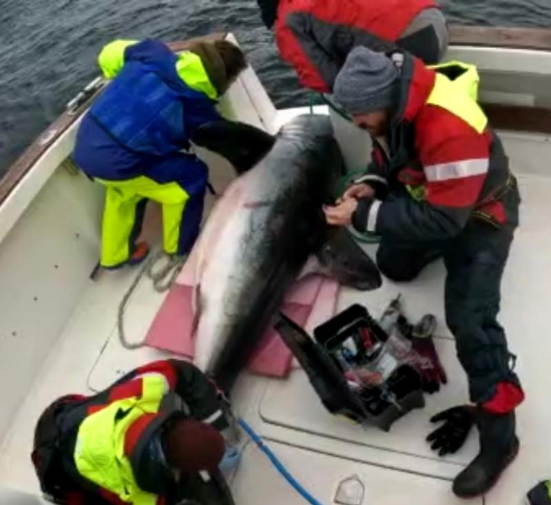 Record-breaking 2.8 m porbeagle shark tagged off the coast of Donegal 