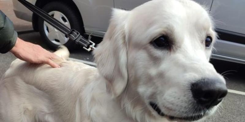 Gardaí appeal for owner to come forward after dog foud in Letterkenny