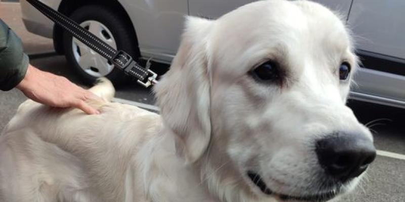 Update: Dog found in Letterkenny reunited with owner. 