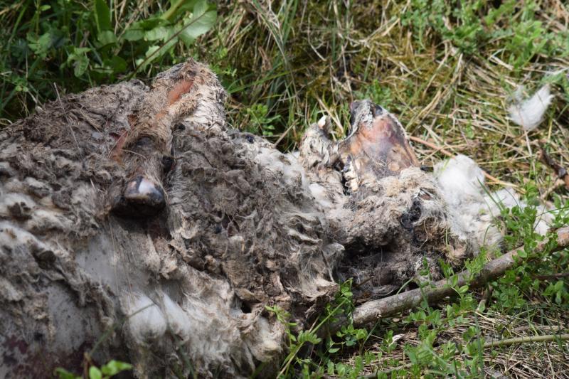 Dead sheep SMcN