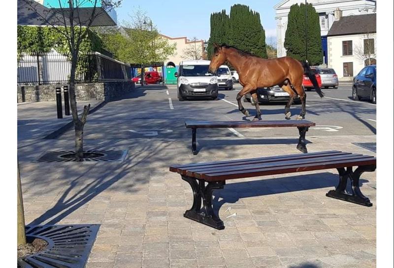 Hi Ho Silver ...horse gallops around Raphoe this evening