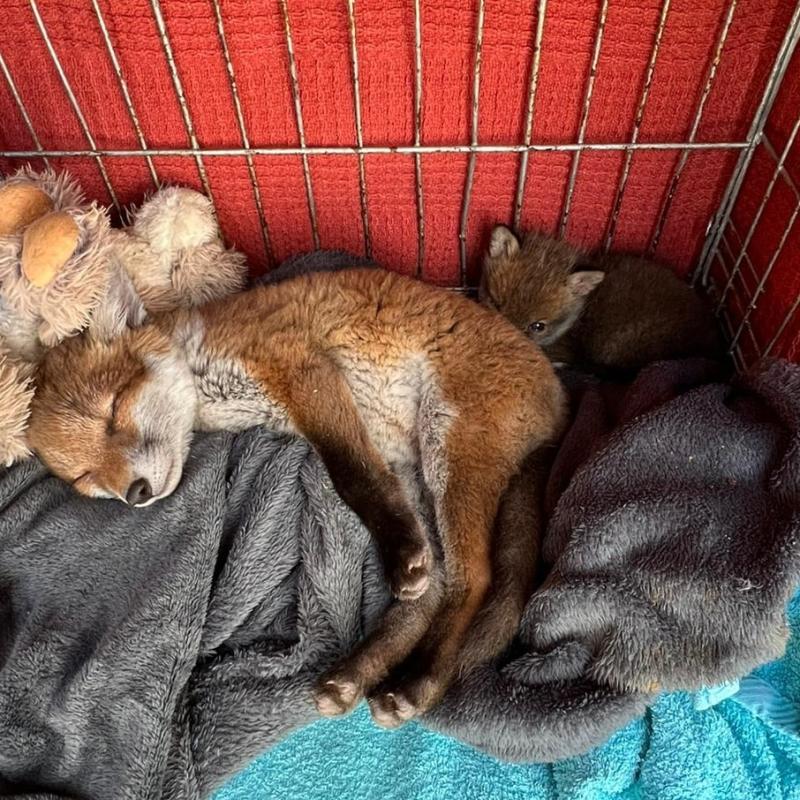 Update - Good news and bad news about fox cub rescued from Donegal beach