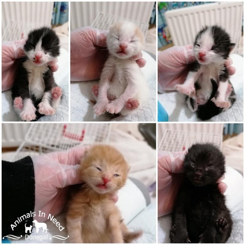 Donegal Animals in Need Column: Kittens being nursed after mother developed septicaemia 