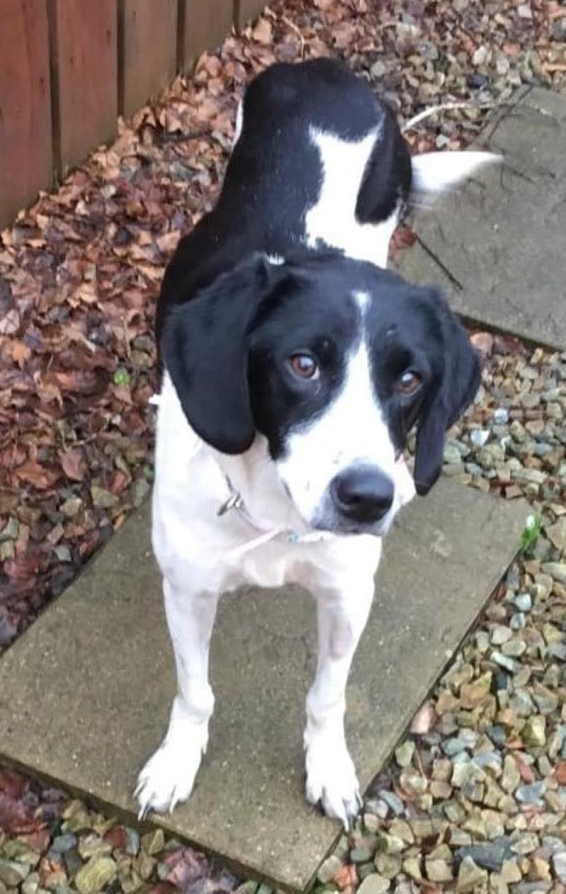 Happy Ending for Christmas Day Rescue Dog Dee - Donegal Animals in Need 