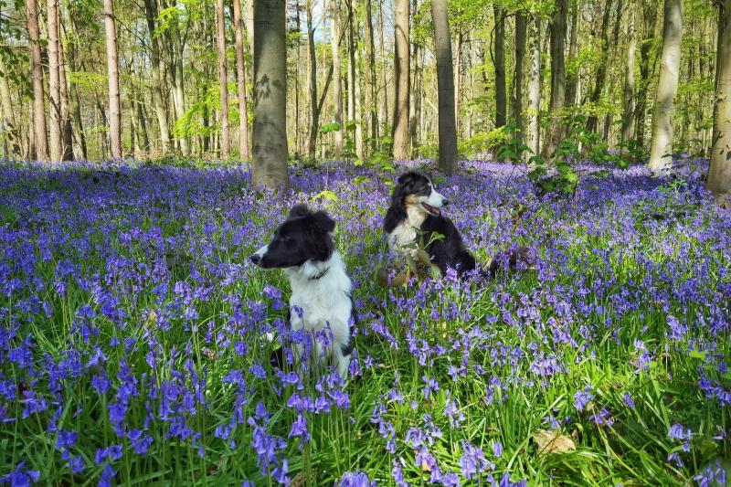 Puppy love at Gretna Green and exploring the past for Iggy and Frida