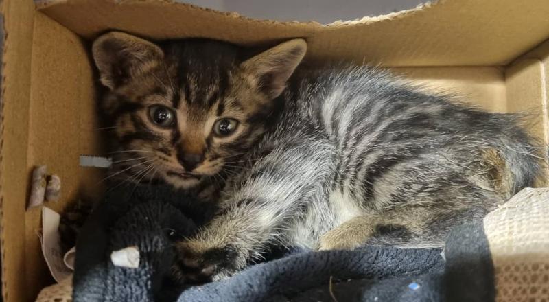 The Highs and Lows of Animal Rescue - Donegal Animals in Need 