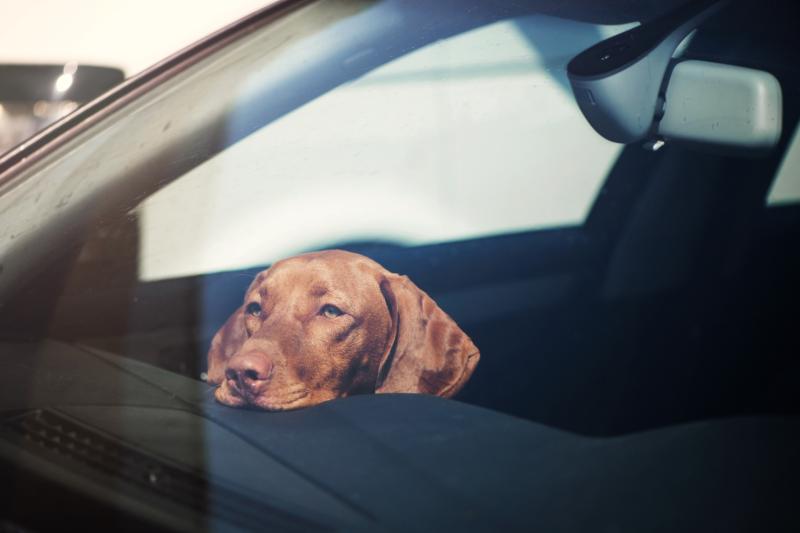 Motorists asked to keep animals safe on the road this summer - AA reminder