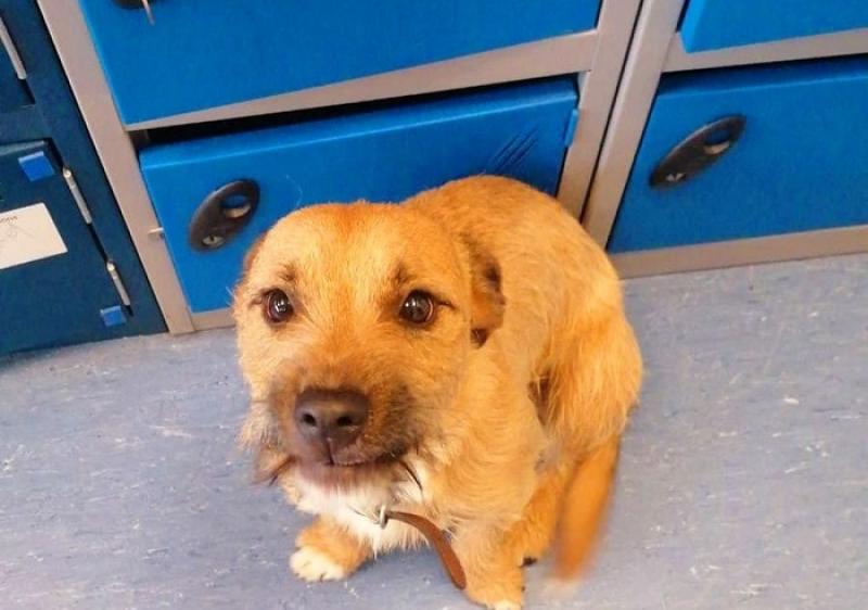 Ballyshannon Gardai seek owner of gorgeous dog "with big brown eyes"