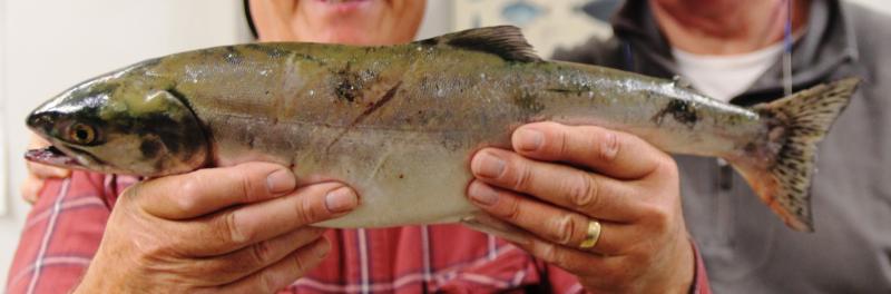 Pacific pink salmon