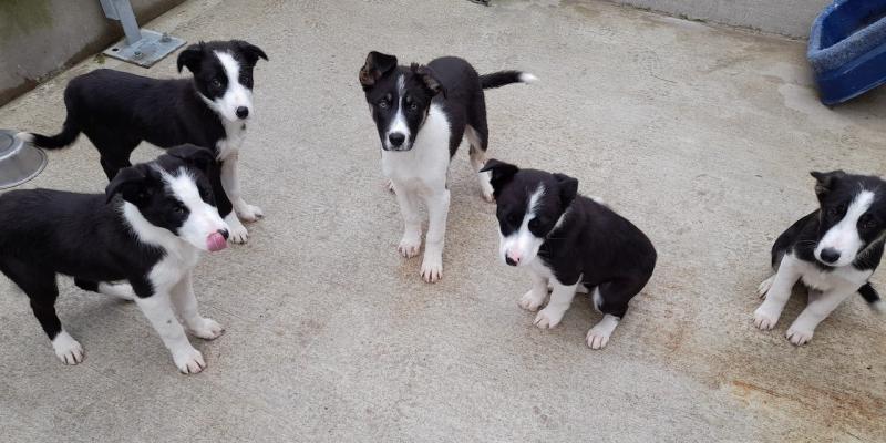 Can you give a forever to one of these gorgeous puppies at the dog shelter?