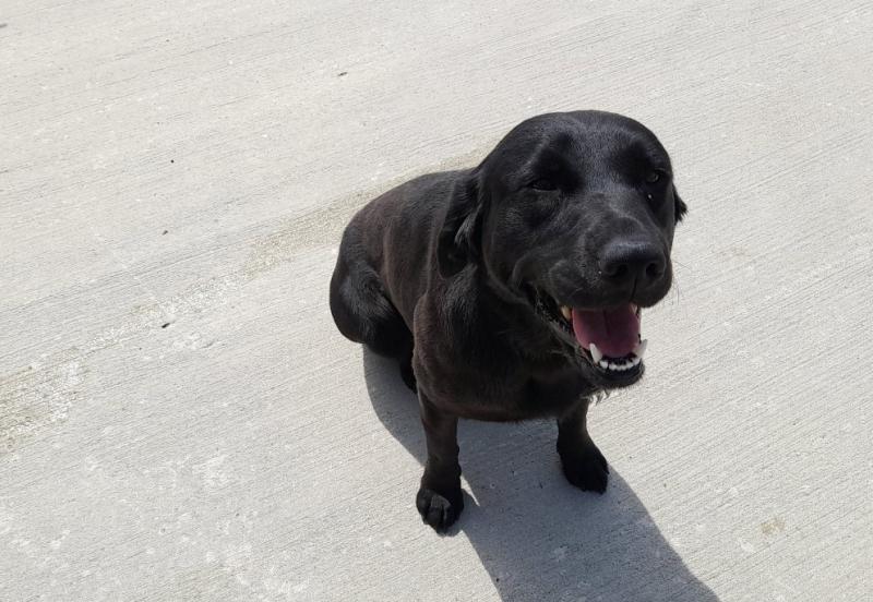 Lovable Labrador at dog pound is looking for a loving home