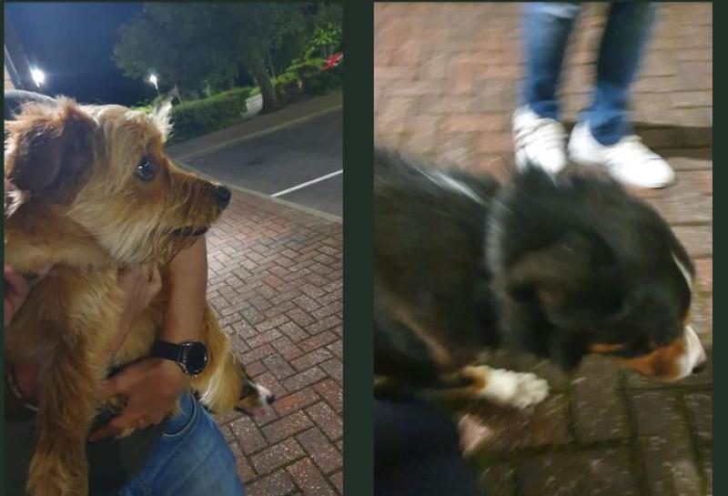 Appeal to owners after two cute dogs end up being taken in at Letterkenny garda station