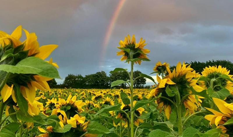 Field of Hope
