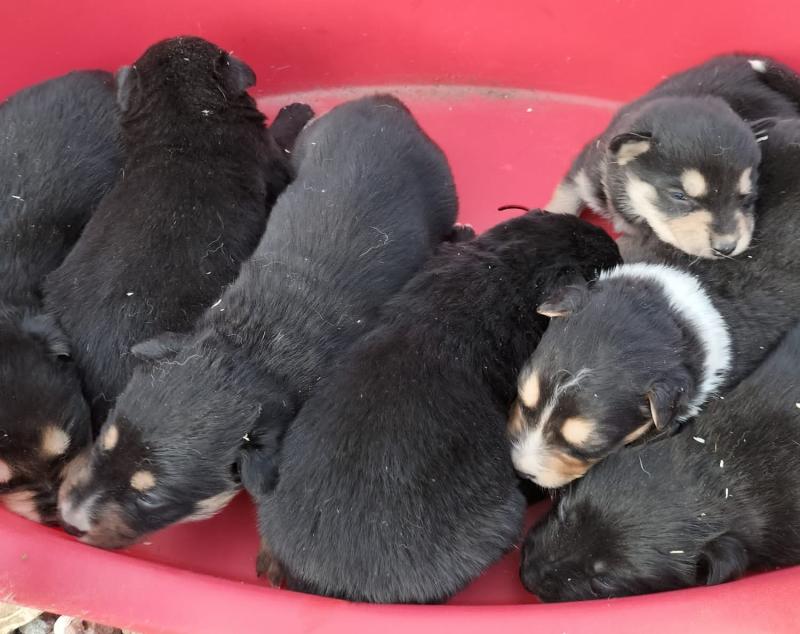 Considering the Commitments of Pet Ownership - Donegal Animals in Need 