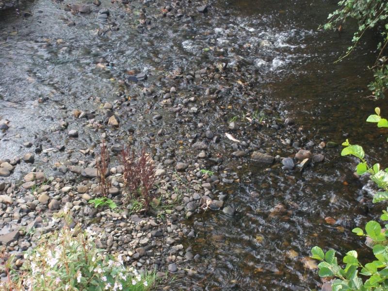 Major fish kill confirmed at Inishowen river